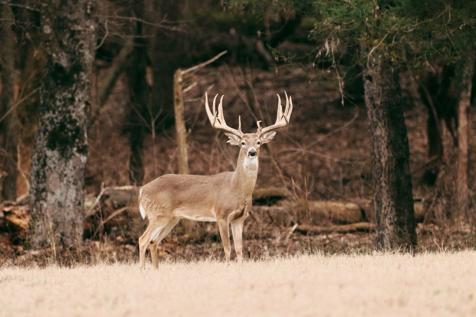 Live deer cam preview
