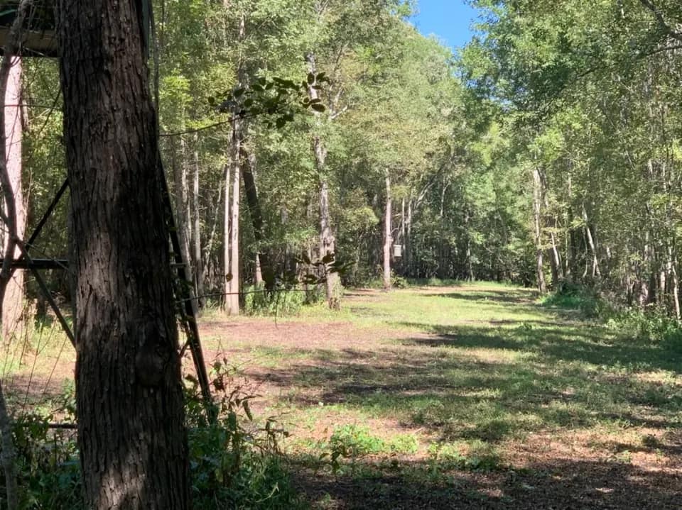 65 acre hunting land in Titus County, Texas