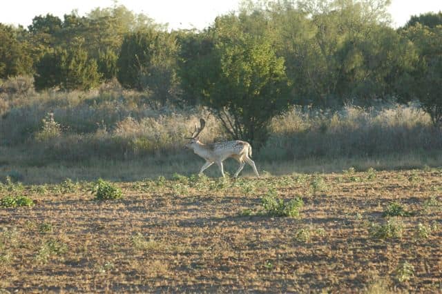 446 acre hunting land in Stonewall County, Texas