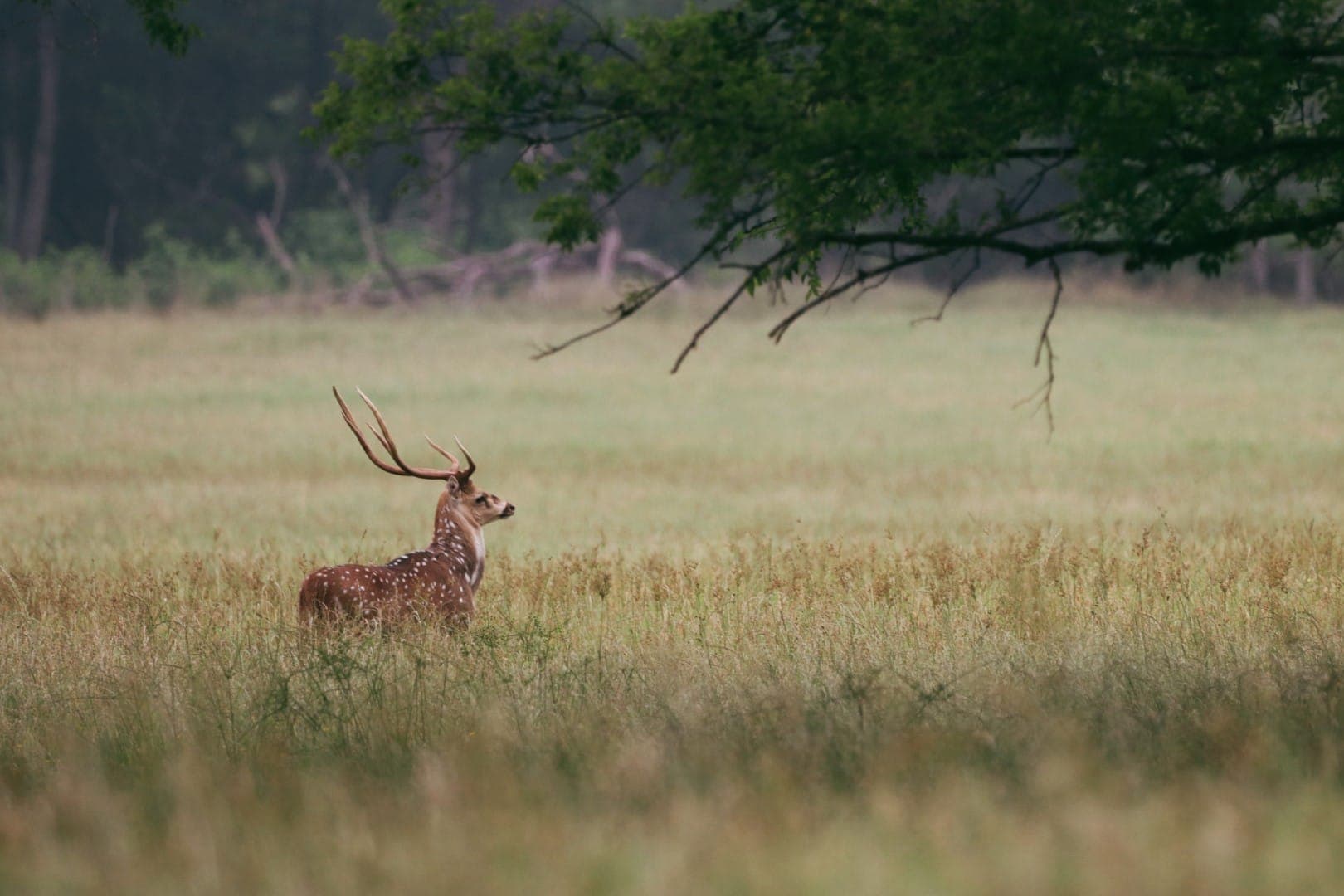 Corporate Hunting Leases
